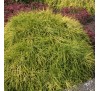 Кипарисовик горохоплодный  Санголд (Sungold) С2.